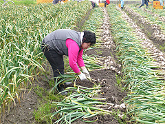 野菜の収穫作業(1)