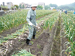 野菜の収穫作業(2)